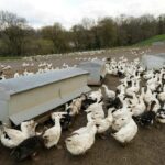 Passage de la France en niveau élevé de risque influenza aviaire